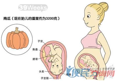 怀孕17周胎儿发育的过程
