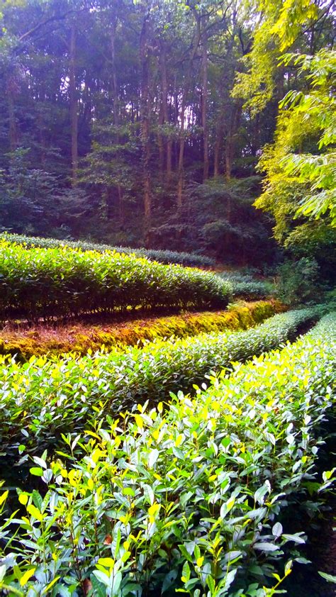 怎么样看龙井茶的好坏,如何鉴别龙井茶的优劣