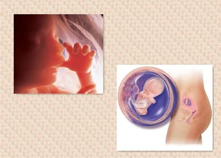 据说9个孕期准备