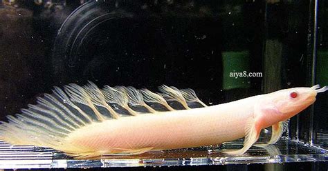 金恐龍可以和什么中型魚混養
