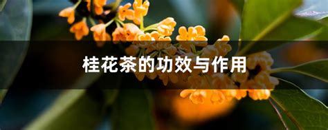 桂花泡茶一次放多少,新鲜桂花能泡茶吗