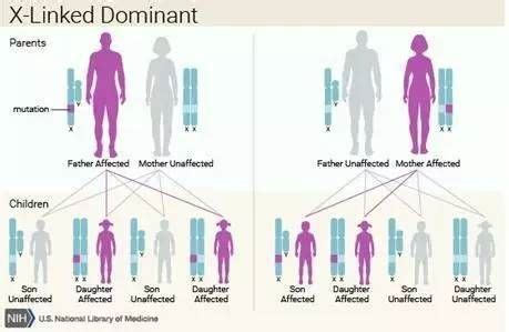 需要进行遗传咨询的是
