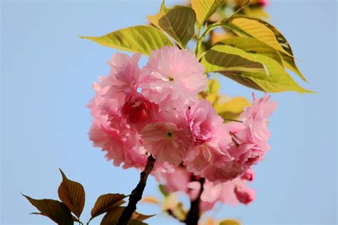 又是一年春暖花开花落时的说说