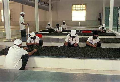 我国关于茶叶的生产标准有多少,关于酸菜的消费提示