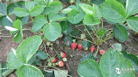 草莓苗批发全明星草莓苗多少钱一颗