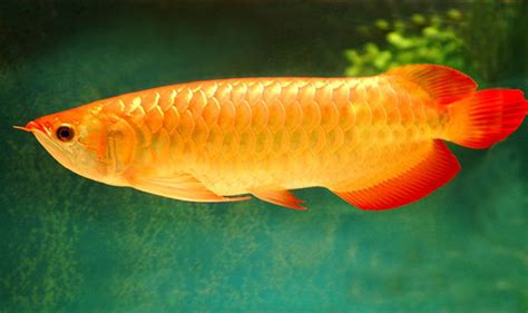 红金龙鱼的寿命有多长