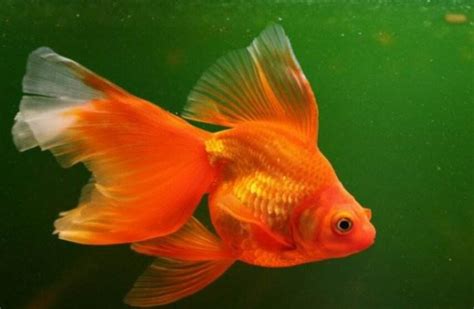 金鱼是由什么鱼演化而来的