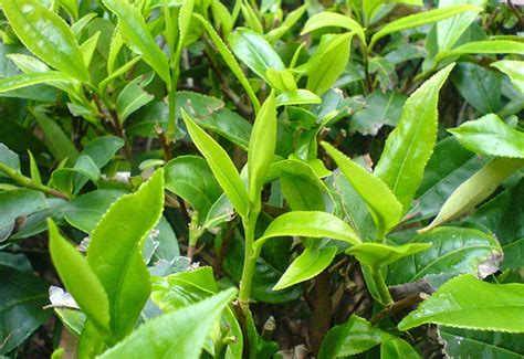 一株茶树多少钱,中国最贵的茶树