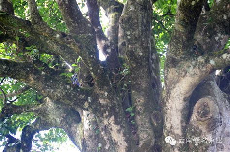 摆尾箐古树茶多少钱,宁洱摆尾箐古树茶