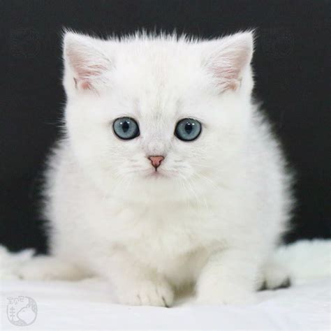 銀漸層是屬于什么品種的貓,漸層銀貓多少錢