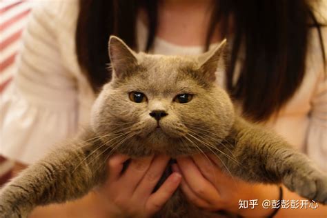 如何饲养英短蓝猫