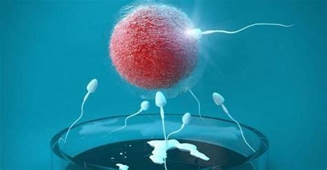 8细胞2级的冻胚移植成功率是多少