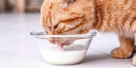 小猫能喝舒化奶吗