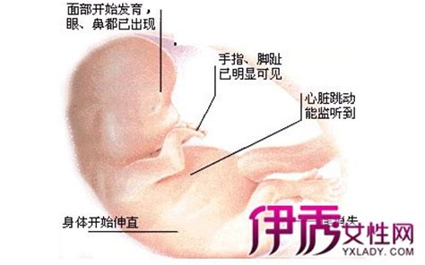 怀孕1-10月胎儿变化