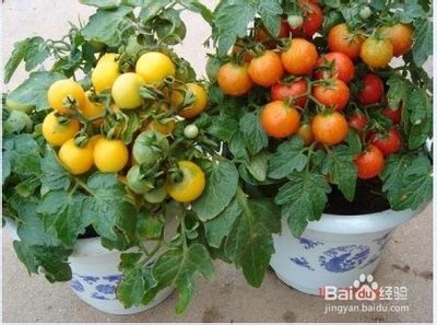 点什么药西红柿可长大,西红柿叶斑病用什么药