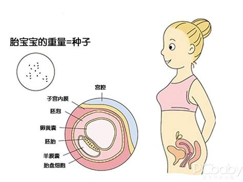 4个月胎儿变化图