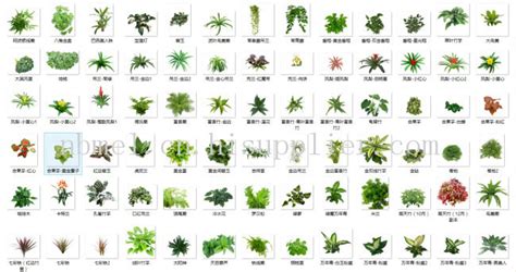植物有哪些种类?