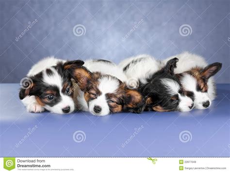 狗狗一天到底要睡多长时间,幼狗每天睡多少小时