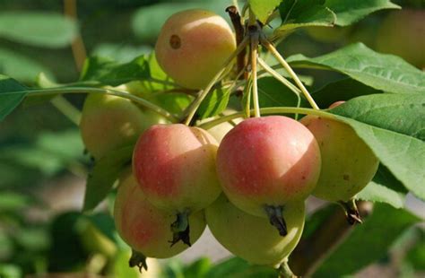 海棠果会回奶吗