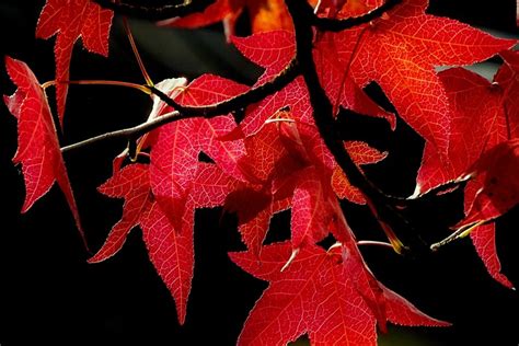 秋的颜色-自然作文450字(合计6则)