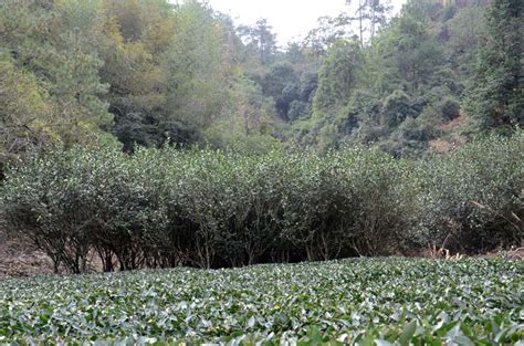 坑涧茶年产量有多少,武夷岩茶坑涧茶