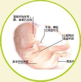 胎儿发育过程1-12个月图片