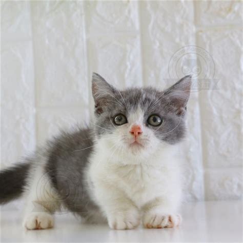 配出来的小猫会好看吗,英短蓝白和银渐层哪个好看呢