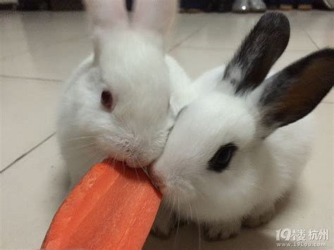 养兔子的乐趣_养兔子的乐趣作文500字[推荐7则]