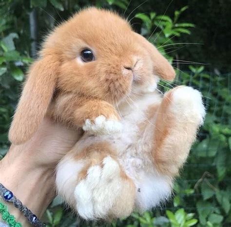 兔子不仅可爱还,松茸兔子