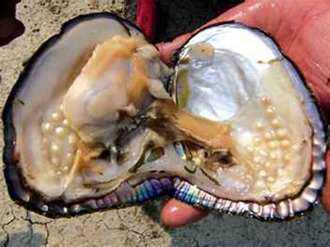 淡水珍珠怎么形成的,如何分辨淡水珍珠和海水珍珠