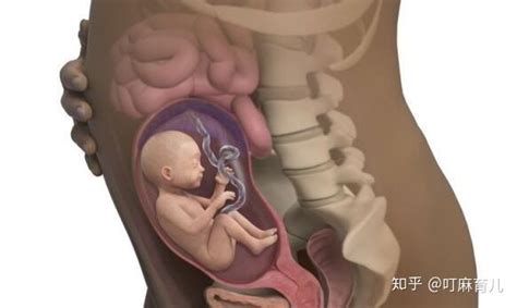 怀孕六个月的胎宝宝视频