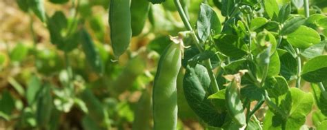 豌豆春天怎么管理,利于豌豆生长促高产