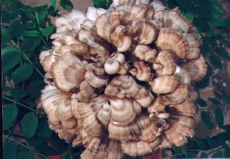 灰树花蘑菇价格图片精选,松茸蘑菇灰树花
