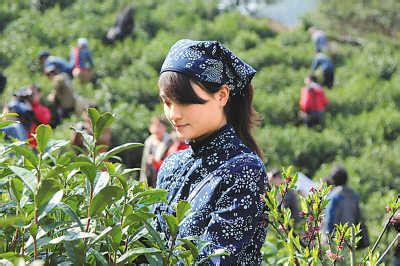 基诺山茶场的茶怎么样,关于优乐茶山的介绍
