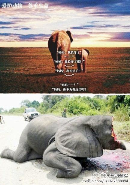 为什么有的象没有象牙,母象出生时没有象牙