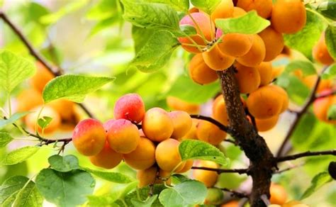 今年山杏的价格是多少钱一斤?