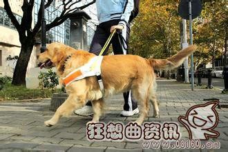 街头有狗狗饮水点,中国有多少有狗证