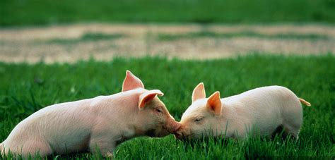 请问,用发酵饲料喂猪对猪有那些好处?