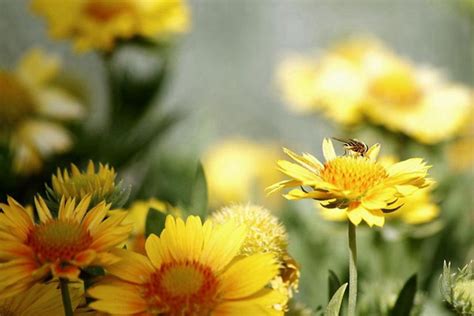 青苹果百日草怎么养