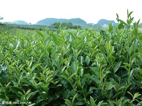 福建白茶有哪些牌子,2022年的福建白茶