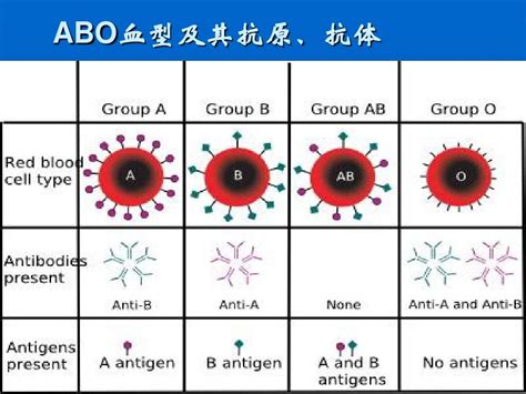 检查出来血型是a型是什么意思，血型是a 型是什么意思