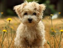 德国牧羊犬幼犬多少钱一只一只博美多少钱,德国小型银狐犬多少钱一只
