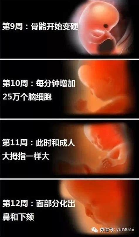 6周胎儿图片