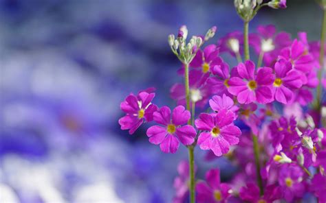 樱花草、樱草和报春花指的是同一种花吗?那么这种花学名叫什么?