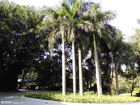 椰子树和大王椰树有什么区别?