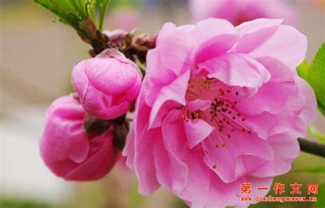 写桃花的优美句子