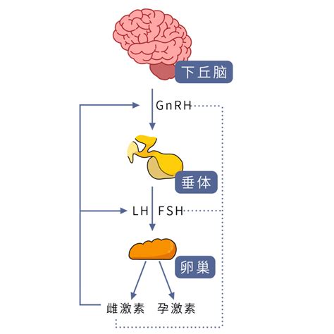 雌激素能促进乳房发育吗