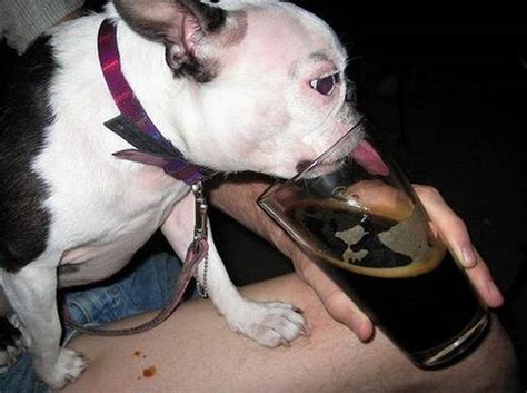 狗狗为什么喜欢喝啤酒,小狗为什么喜欢喝啤酒