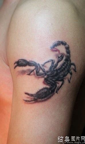 男个性蝎子纹身图案,传统纹身图案寓意