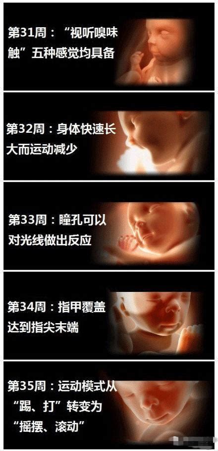 胎儿发育最关键的时期